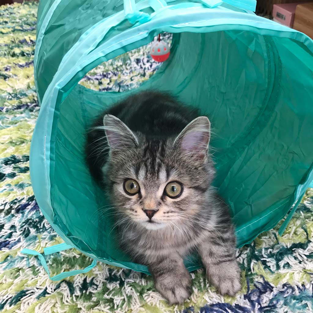 キャットトンネル