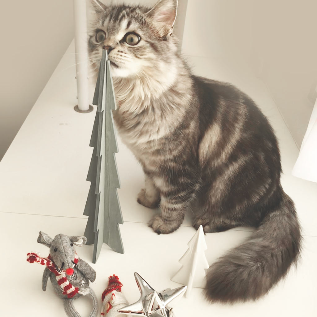 ソストレーネ・グレーネ 